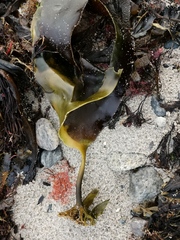 Laminaria hyperborea