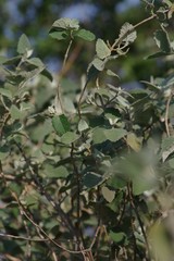 Buddleja dysophylla