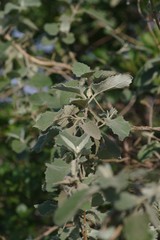 Buddleja dysophylla
