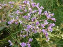 Limonium vulgare