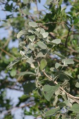 Buddleja dysophylla