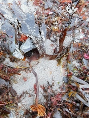 Laminaria digitata
