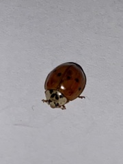 Harmonia axyridis