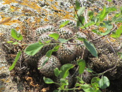 Mammillaria scrippsiana
