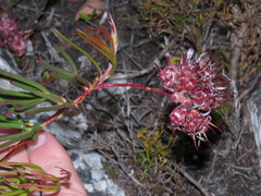Serruria decumbens