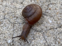 Bradybaena similaris image