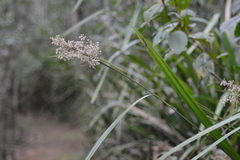 Critoniinae