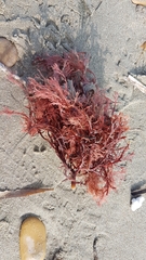 Sphaerococcus coronopifolius