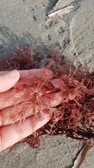 Sphaerococcus coronopifolius