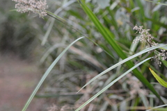 Critoniinae