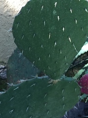 Opuntia lasiacantha