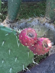 Opuntia lasiacantha