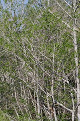 Afrocanthium mundianum