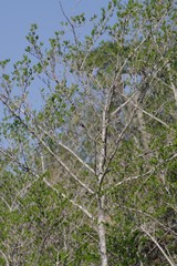 Afrocanthium mundianum