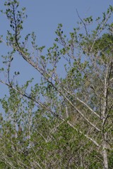 Afrocanthium mundianum
