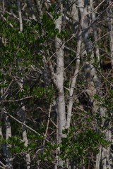 Afrocanthium mundianum
