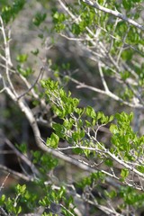 Afrocanthium mundianum