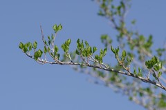 Afrocanthium mundianum
