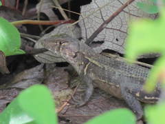 Sceloporus utiformis