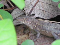 Sceloporus utiformis