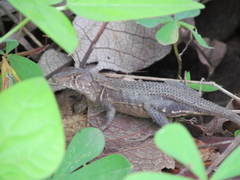 Sceloporus utiformis