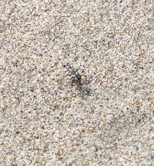 Cicindela carthagena