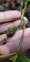 Asphondylia eupatorii