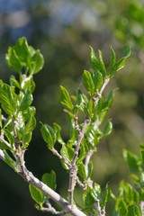 Afrocanthium mundianum