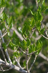 Afrocanthium mundianum
