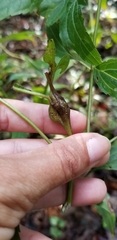 Asphondylia eupatorii