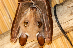 Epomophorus crypturus