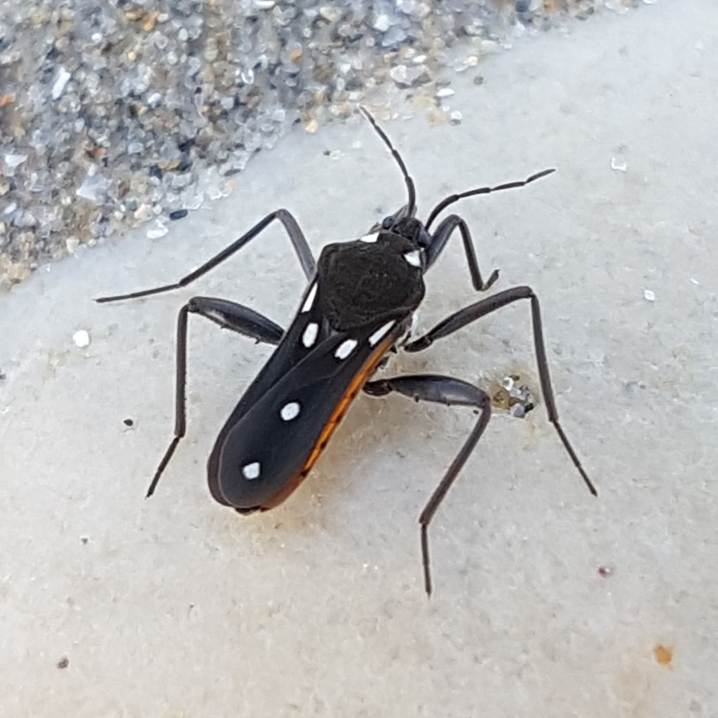 Mediterranean water cricket