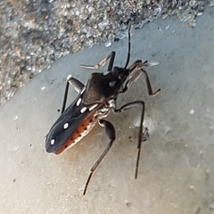 Velia rivulorum