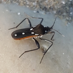 Velia rivulorum