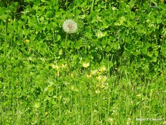Medicago arabica