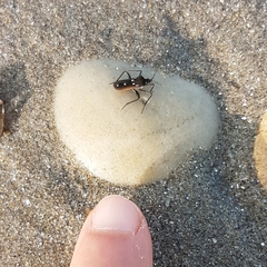 Velia rivulorum