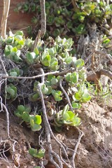 Crassula lactea
