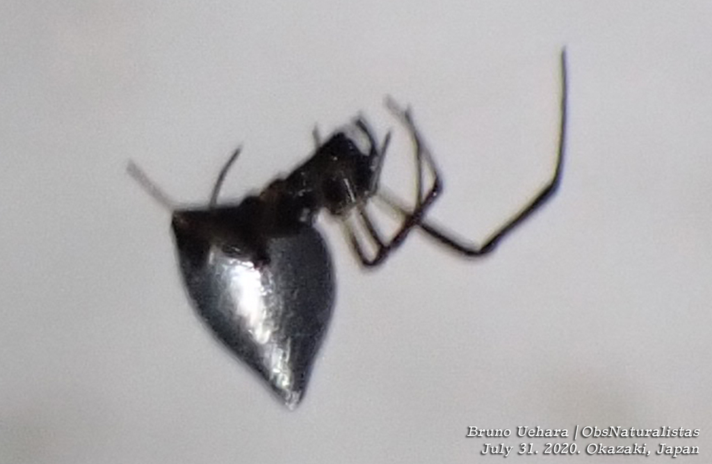Argyrodes bonadea