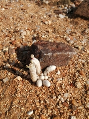 Anacampseros papyracea