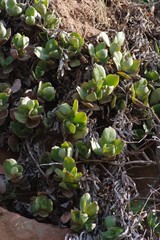 Crassula lactea
