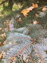 Picea pungens