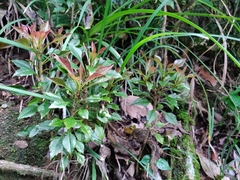 Ardisia rhomboidea