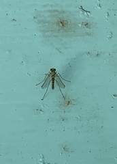 Amblypsilopus psittacinus