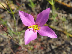 Sabatia grandiflora