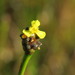 Richard's Yellow-eyed Grass - Photo (c) marylusk, some rights reserved (CC BY-NC)