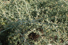 Zygophyllum turbinatum