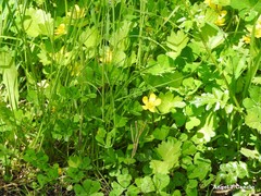Medicago arabica