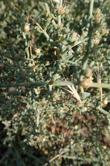 Zygophyllum turbinatum