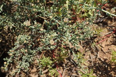 Zygophyllum turbinatum