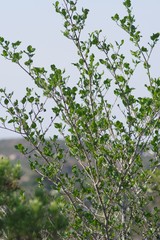 Afrocanthium mundianum